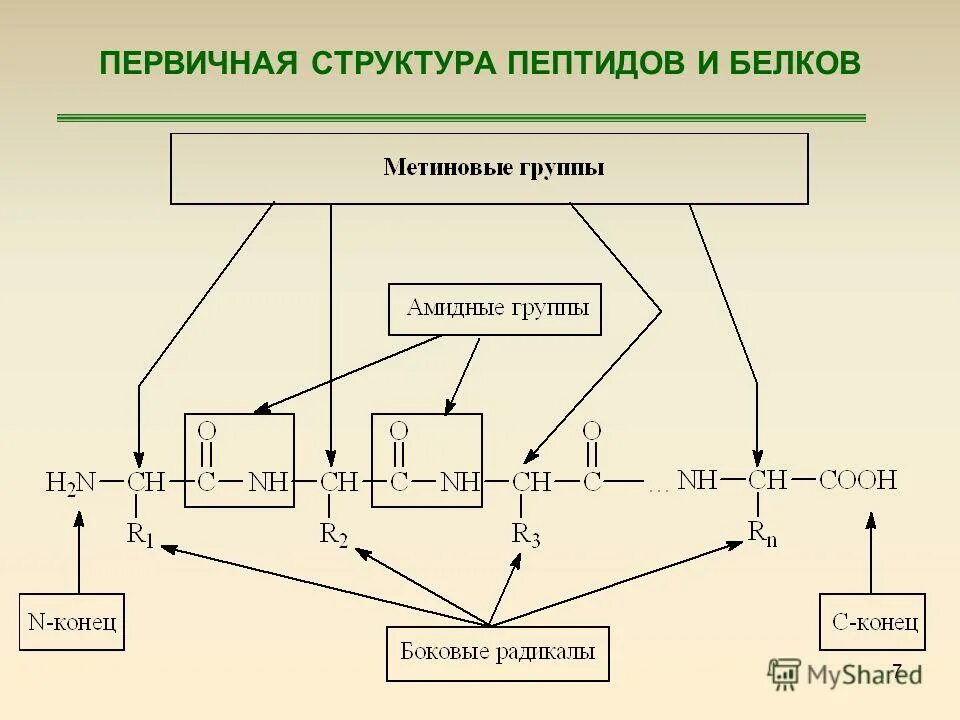 Последовательность нуклеотидов рнк. Последовательность аминокислотных остатков. Первичная структура белка биохимия кратко. Содержит информацию о первичной структуре полипептида. Первичная структура белка представляет собой полипептидную цепь.