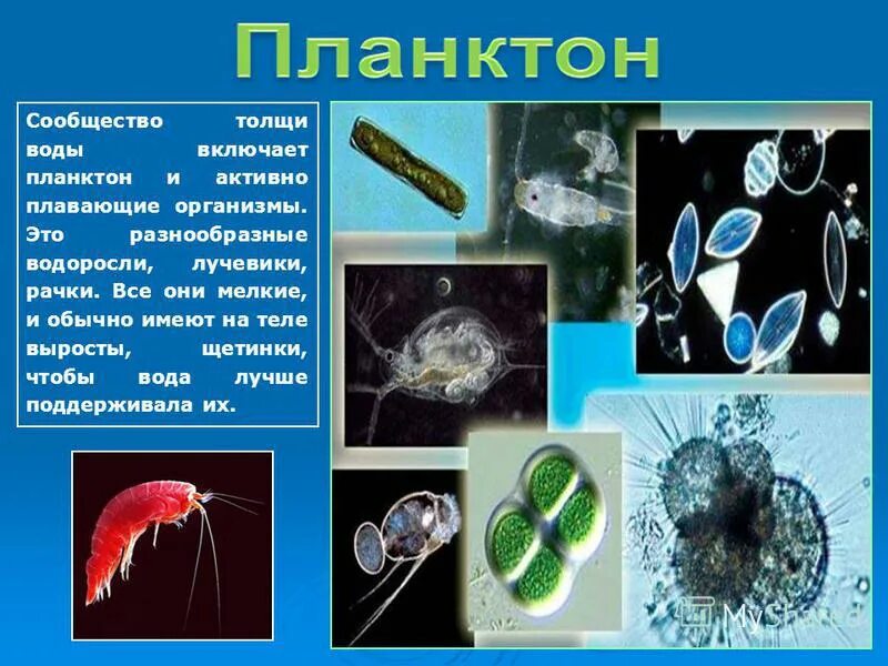 Что такое планктон 5 класс. Планктонная личинка. Планктонные организмы. Организмы обитающие в толще воды. Представители планктона.