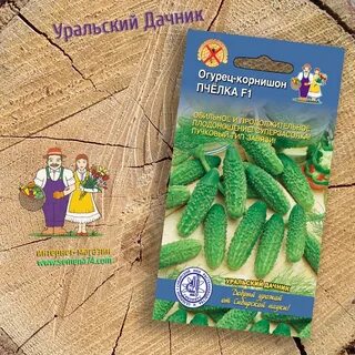 Огурец пчела