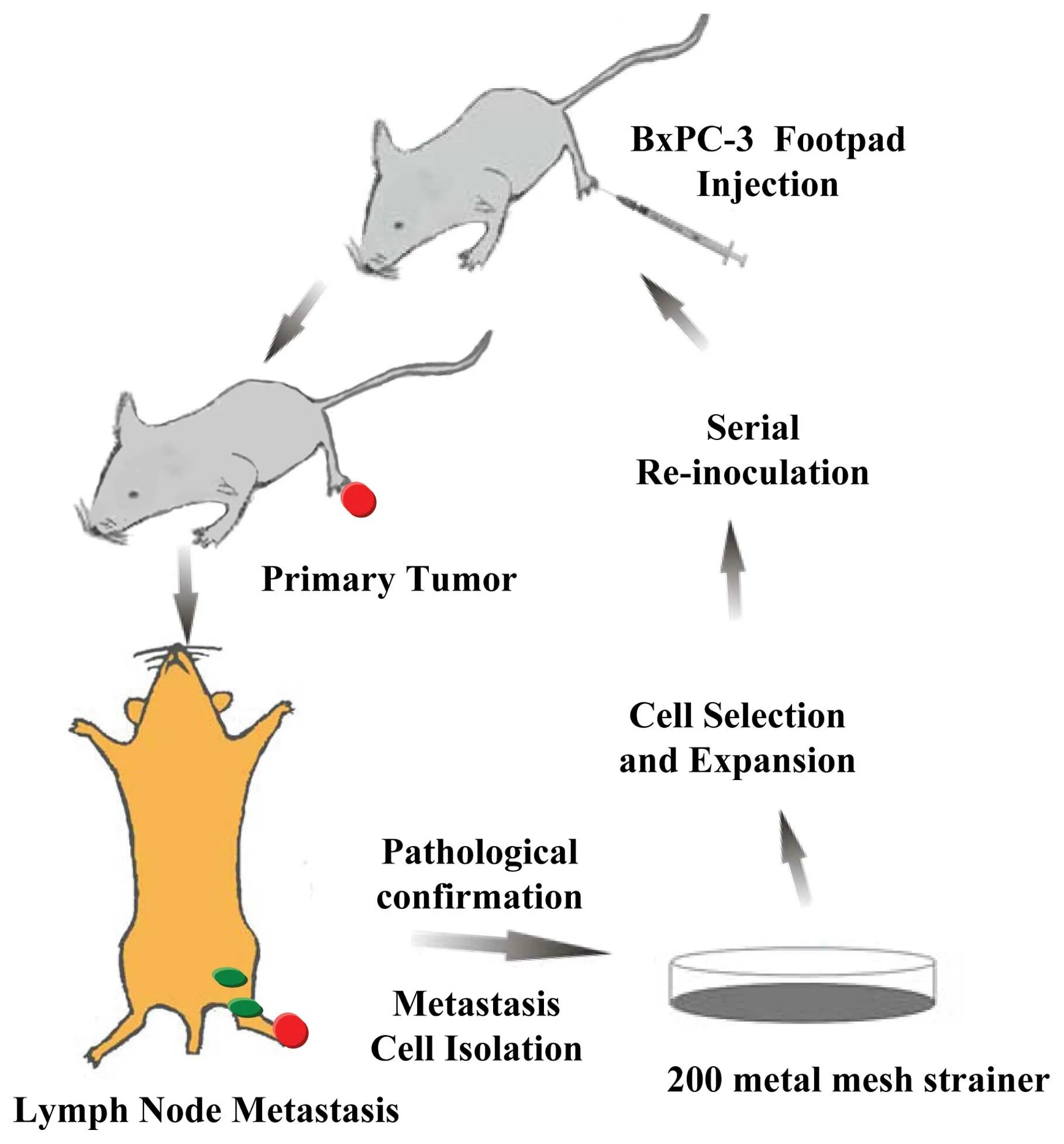 Mice cells