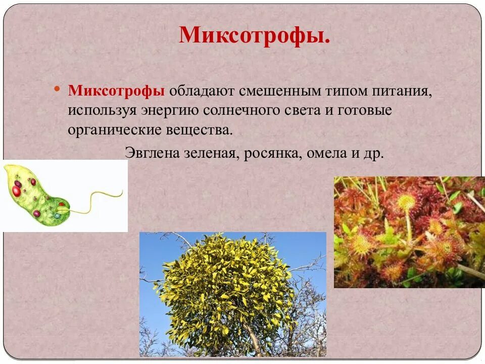 Миксотрофный тип питания. Тип питания миксотроф у бактерии. росянка миксотроф. автотрофы гетеротрофы и миксотрофы. протисты миксотрофы.
