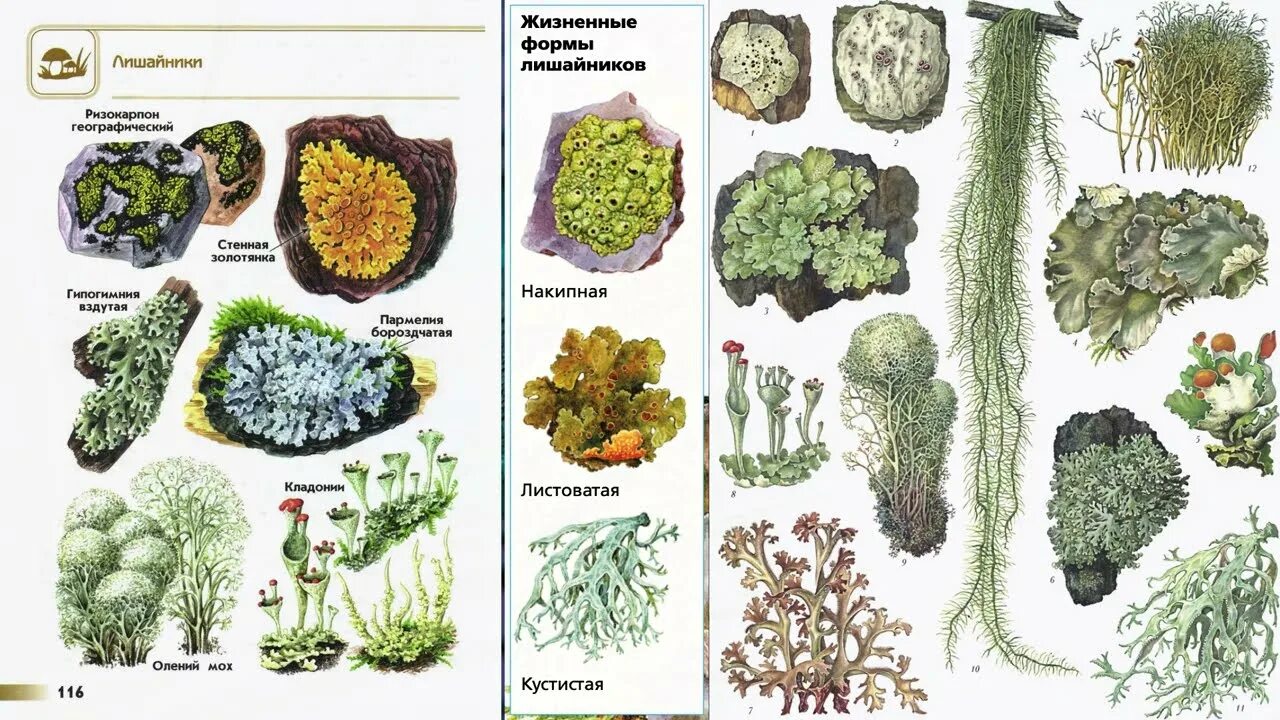 Урок лишайники 7 класс. Урок лишайники 7 класс. Конспект лишайники 7 класс биология. Лишайники презентация 7 класс биология. Конспект урока лишайники 7 класс.