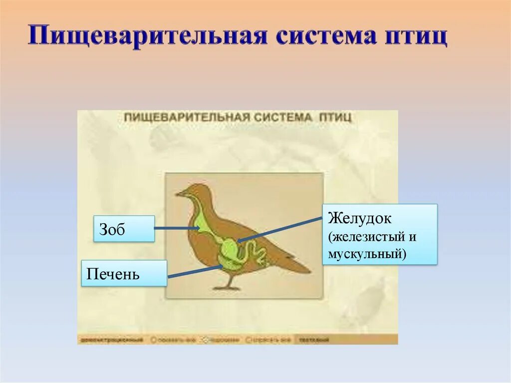 Класс птицы. Птицы по биологии. Пищеварительная система птиц. Класс птицы презентация.