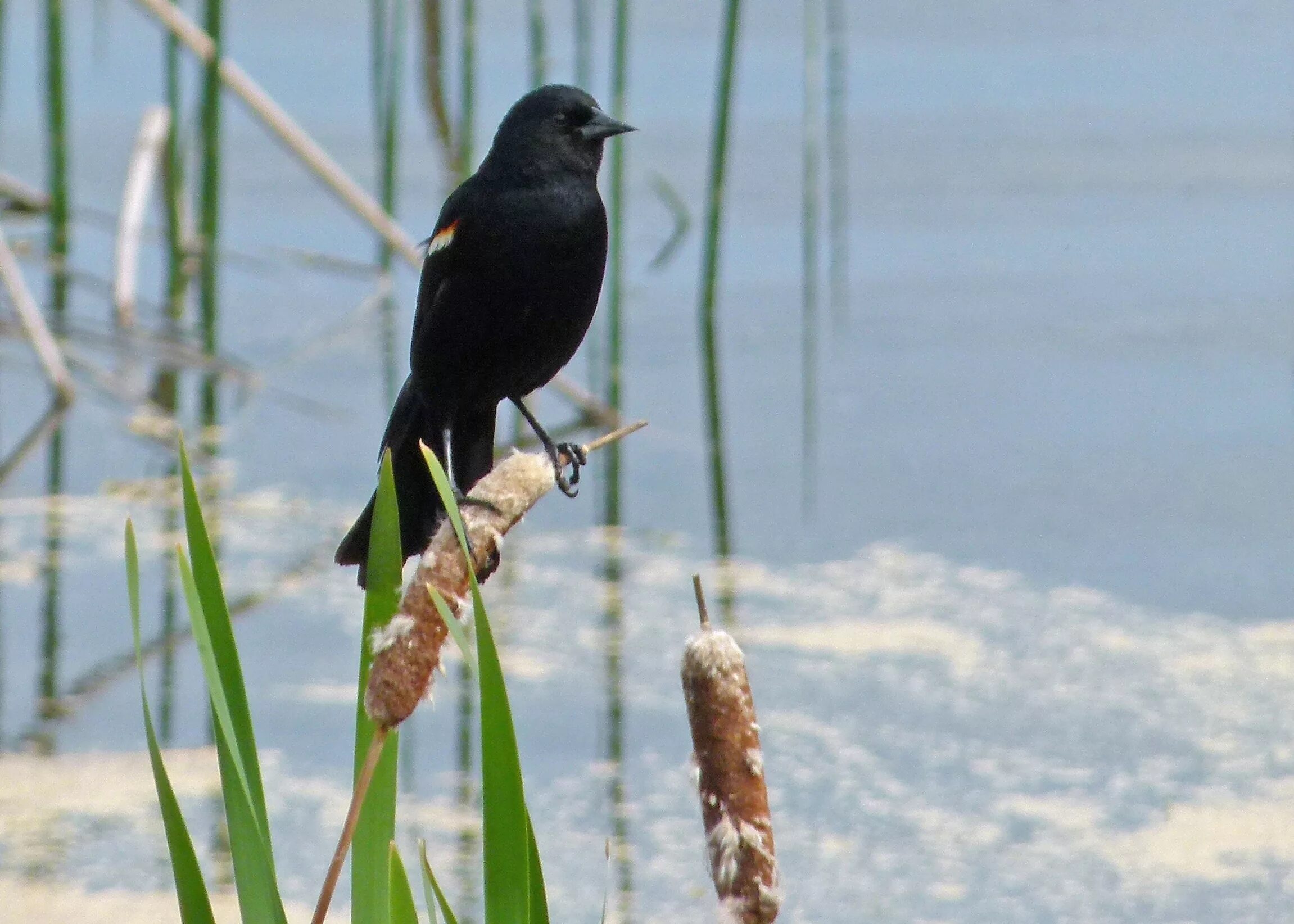 Черная птица. Черная птица с длинным хвостом. Черная птичка Весенняя. Черная птица на реке.