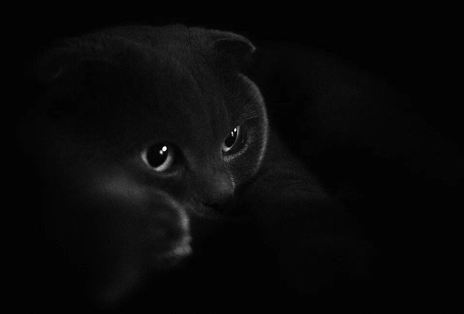 Кошка в темной комнате. Кошка в темноте. черная кошка в темноте. кошка на черном фоне. кошка на темном фоне.