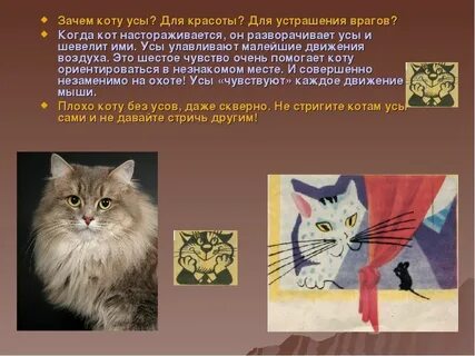 Для чего коту усы