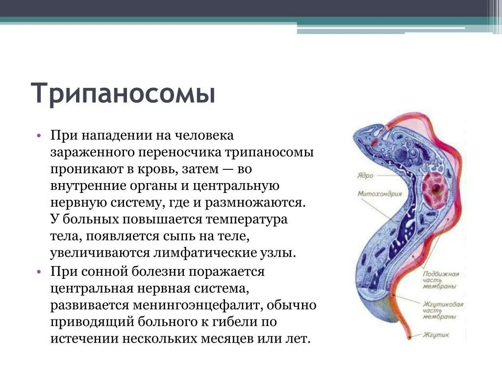 Какое заболевание развивается при заражении простейшими