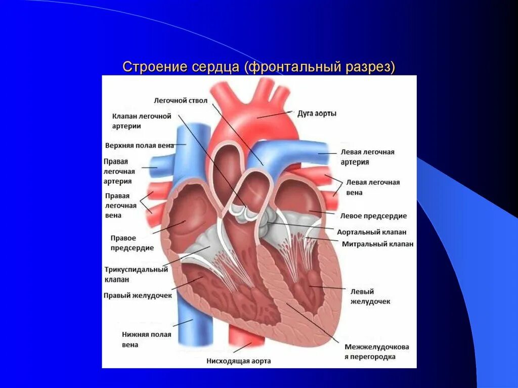 Строение сердца фронтальный разрез. Строение сердца срез. Схема строения сердца продольный разрез. Строение сердца схема продольного фронтального разреза. Правое предсердие аорта левый желудочек легкие левое