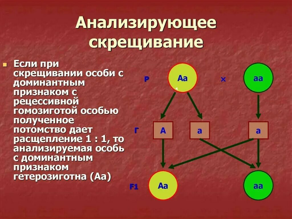 Гаметы образуемые гомозиготными особями