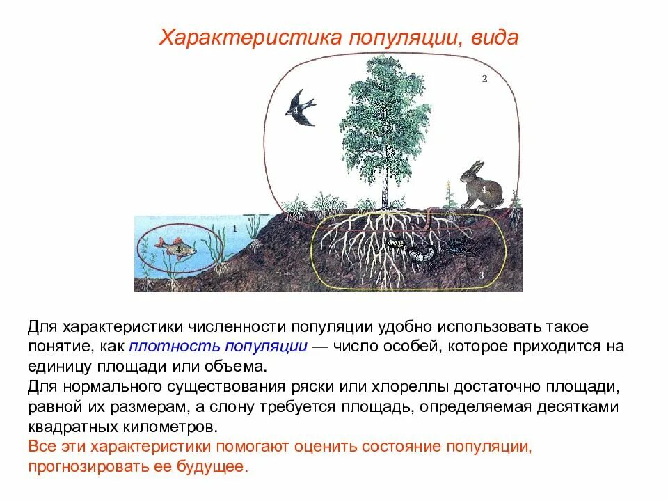 Экологическая ниша. Экологическая ниша это в экологии. Экологические ниши в экосистемах. Экологическая ниша презентация 9