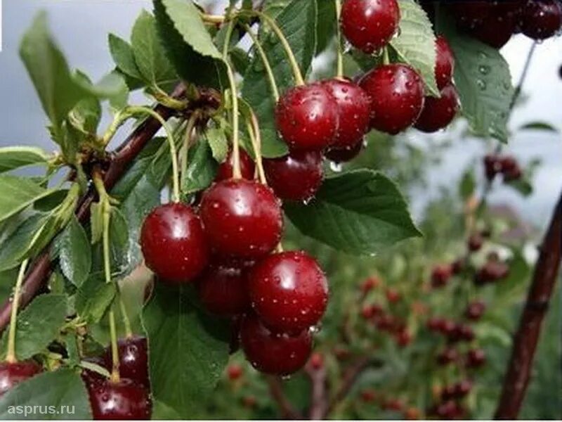 Черешня эйфория. Черешня ленинградская дерево. Черешн вый. Черешня колоновидная сэм. Черешня воловье.