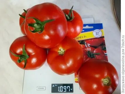 Легенда коктебеля томат отзывы характеристика