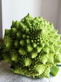 Капустоыель