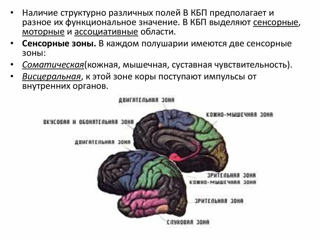 Зрительная зона в коре полушарий расположена. Зрительная зона в коре полушарий расположена
