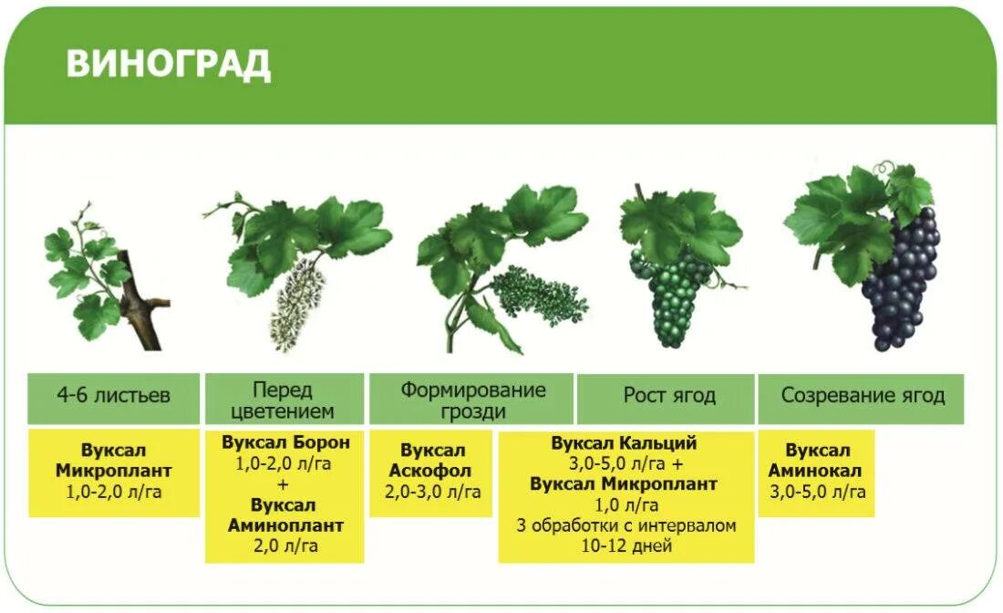 Чем удобрять виноград весной. Удобрение для винограда. Удобрение виноградников. Подкормка винограда. Схема подкормки винограда.