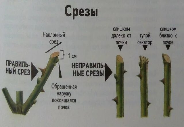 Быть как стебель и быть