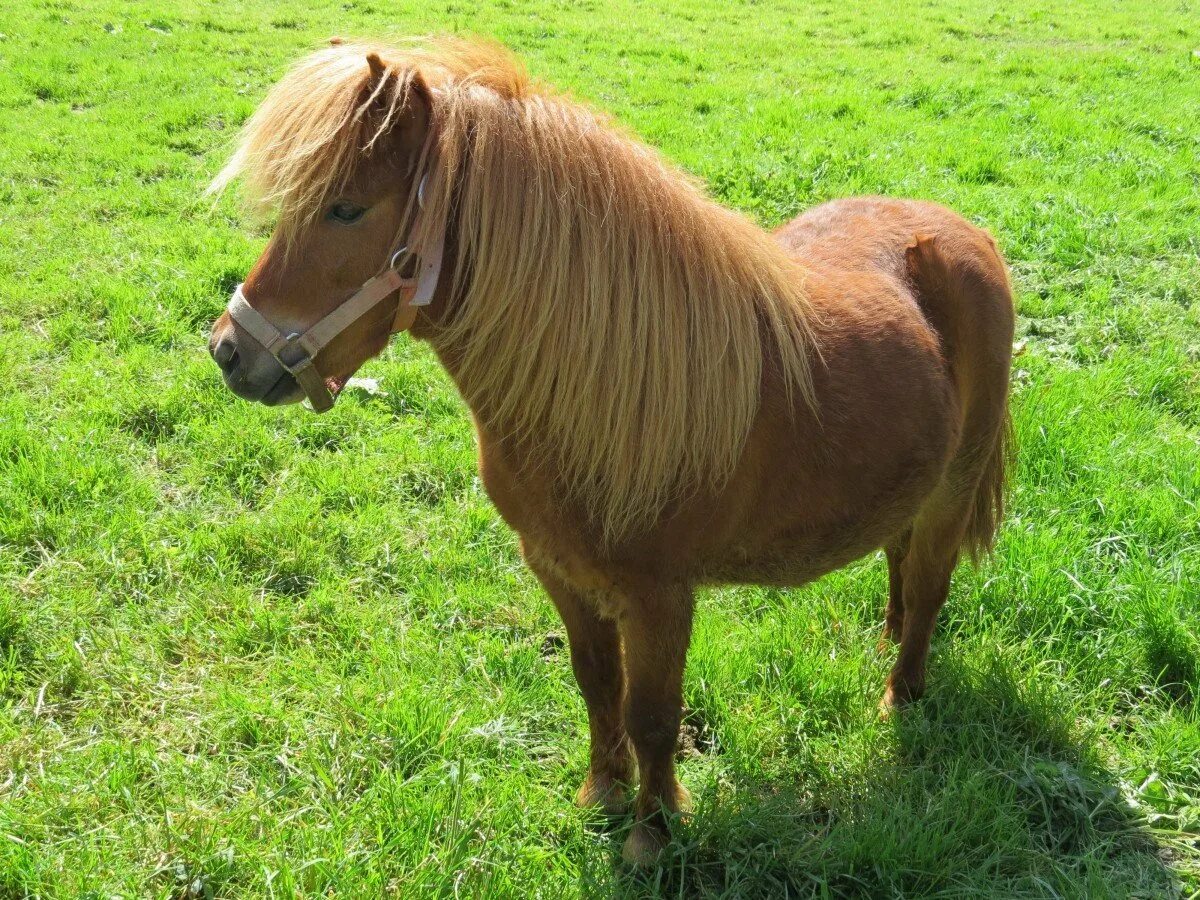 Pony фото. Чинкотигский пони. Лошади породы шетлендский. Шотландский пони гнедой. Лошади и пони.