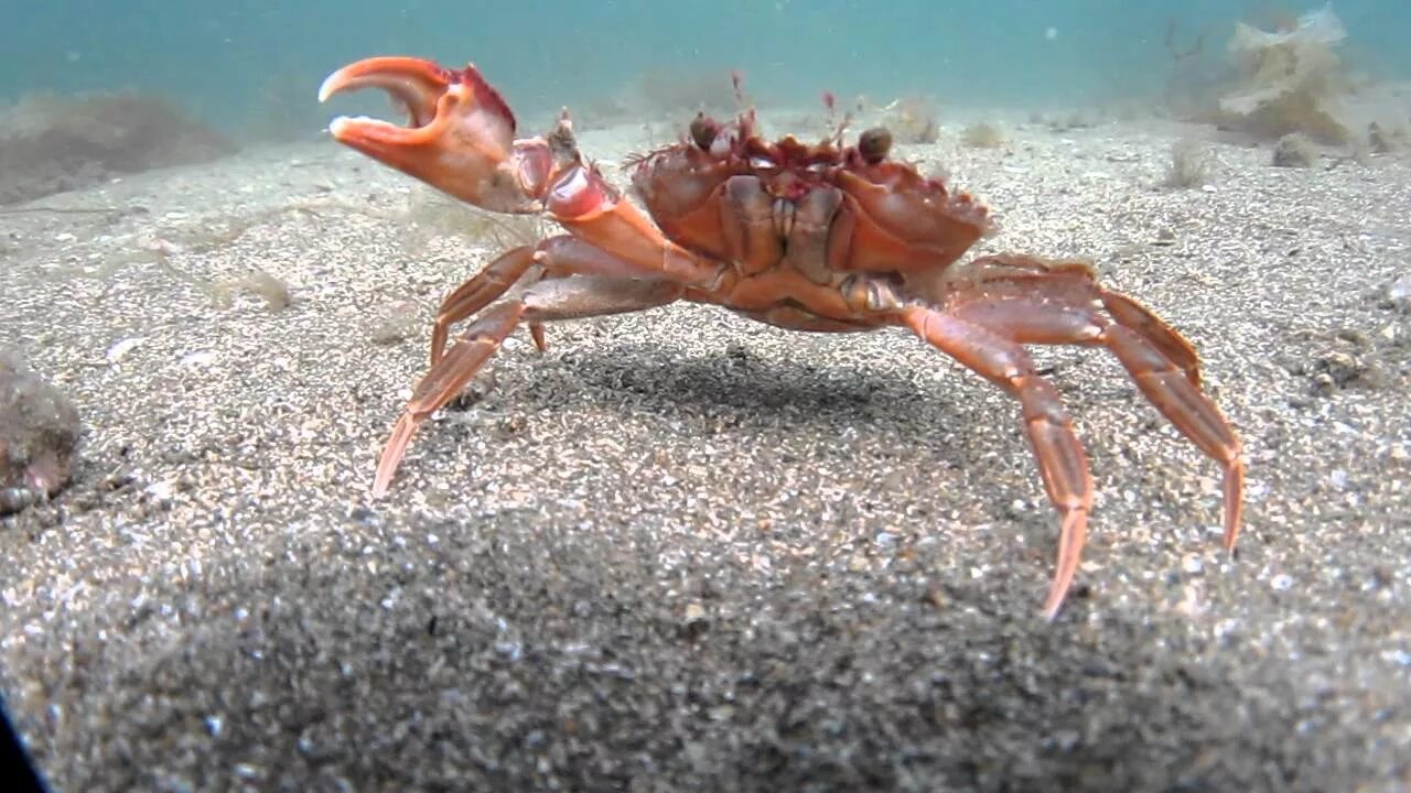 Водный краб. Тенерифе Крабы. Тасманский Королевский краб. Крабы Кемер. Морское дно Крабы.