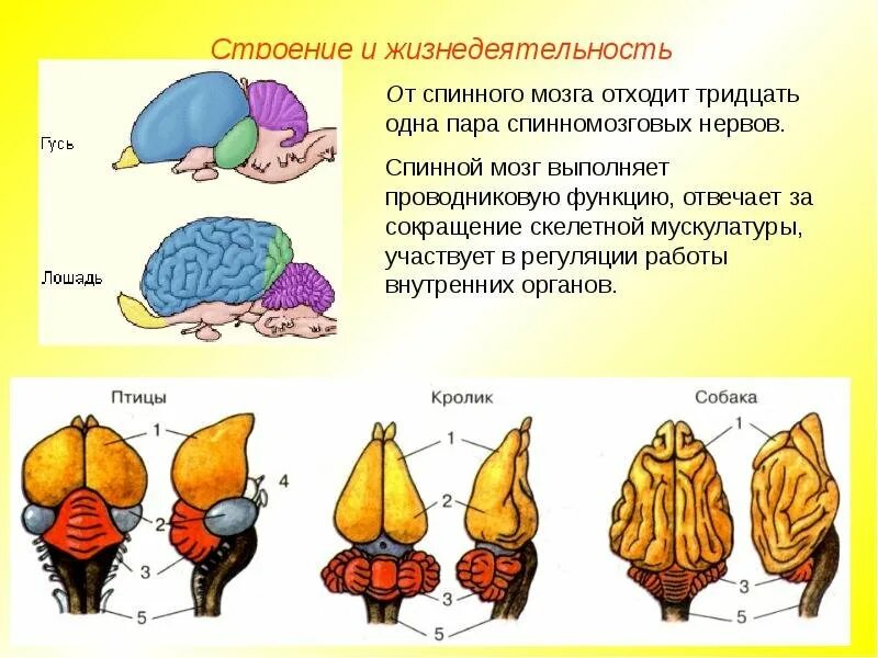 Какой отдел мозга млекопитающих имеет два полушария. Мозжечок головного мозга млекопитающих. Строение головного мозга млекопитающих. Функции отделов головного мозга позвоночных животных. Строение и функции головного мозга животных.