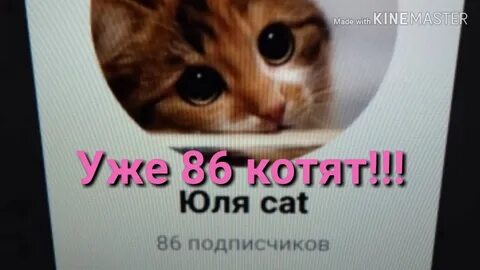 Кошки юле