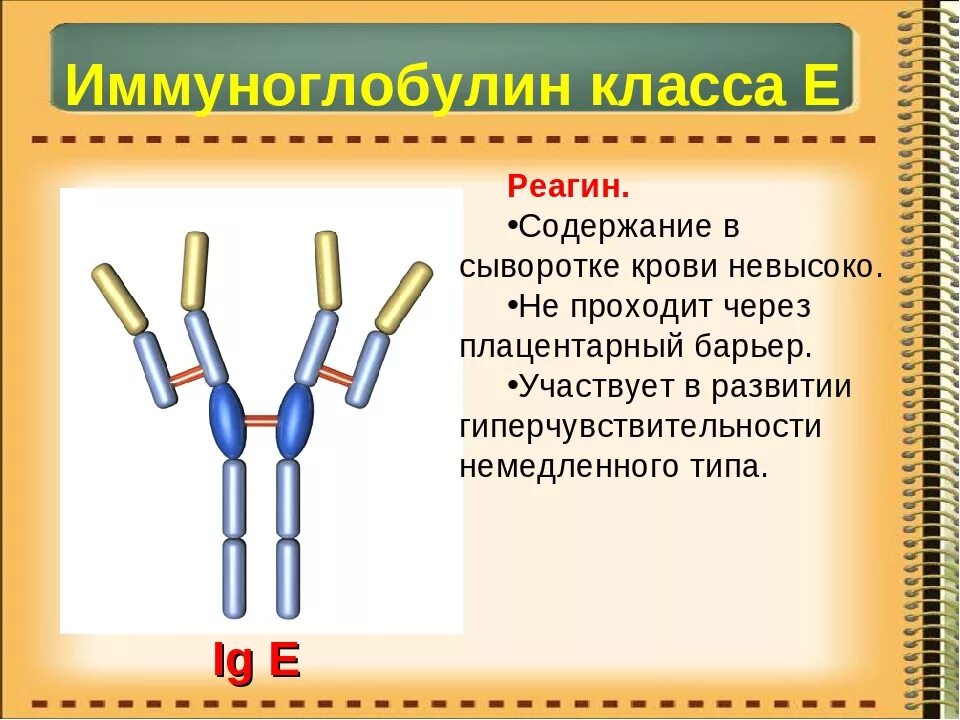 Антитела класса иммуноглобулинов е вырабатывают. IGE иммуноглобулин строение. Иммуноглобулин 2.9. Иммуноглобулин IGE 7.2. Иммуноглобулин повышен форум