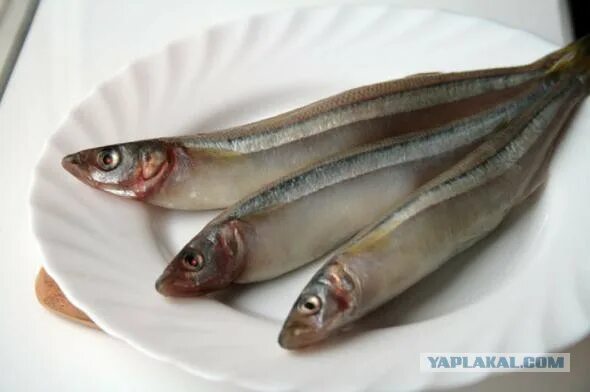 Introduction to Lipids - Nutrition: Science and Everyday Application