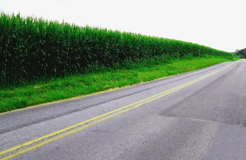 Road lined