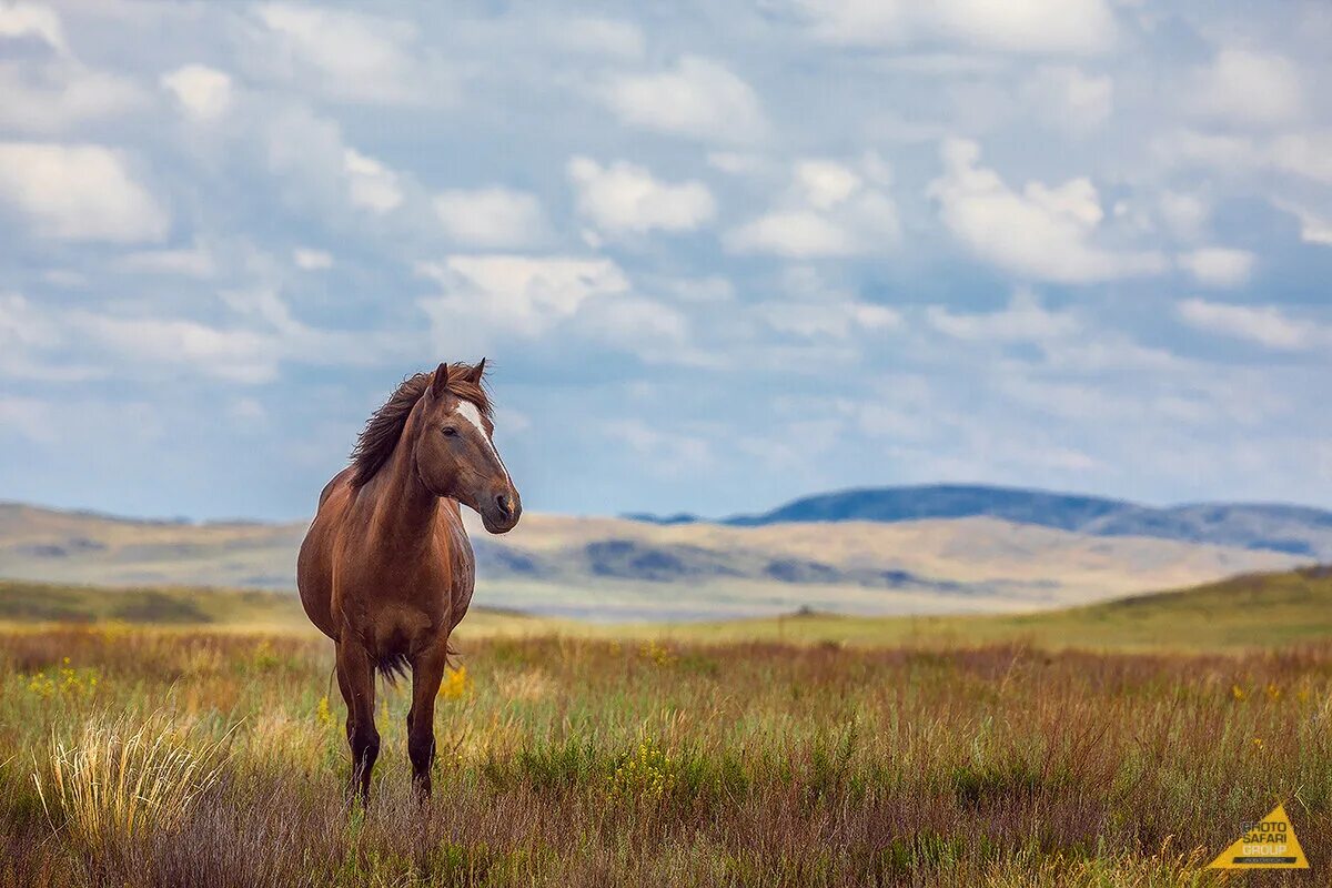 Mountain Horses Зображення - огляд 159,344 Стокові фото, векторні зображення й в