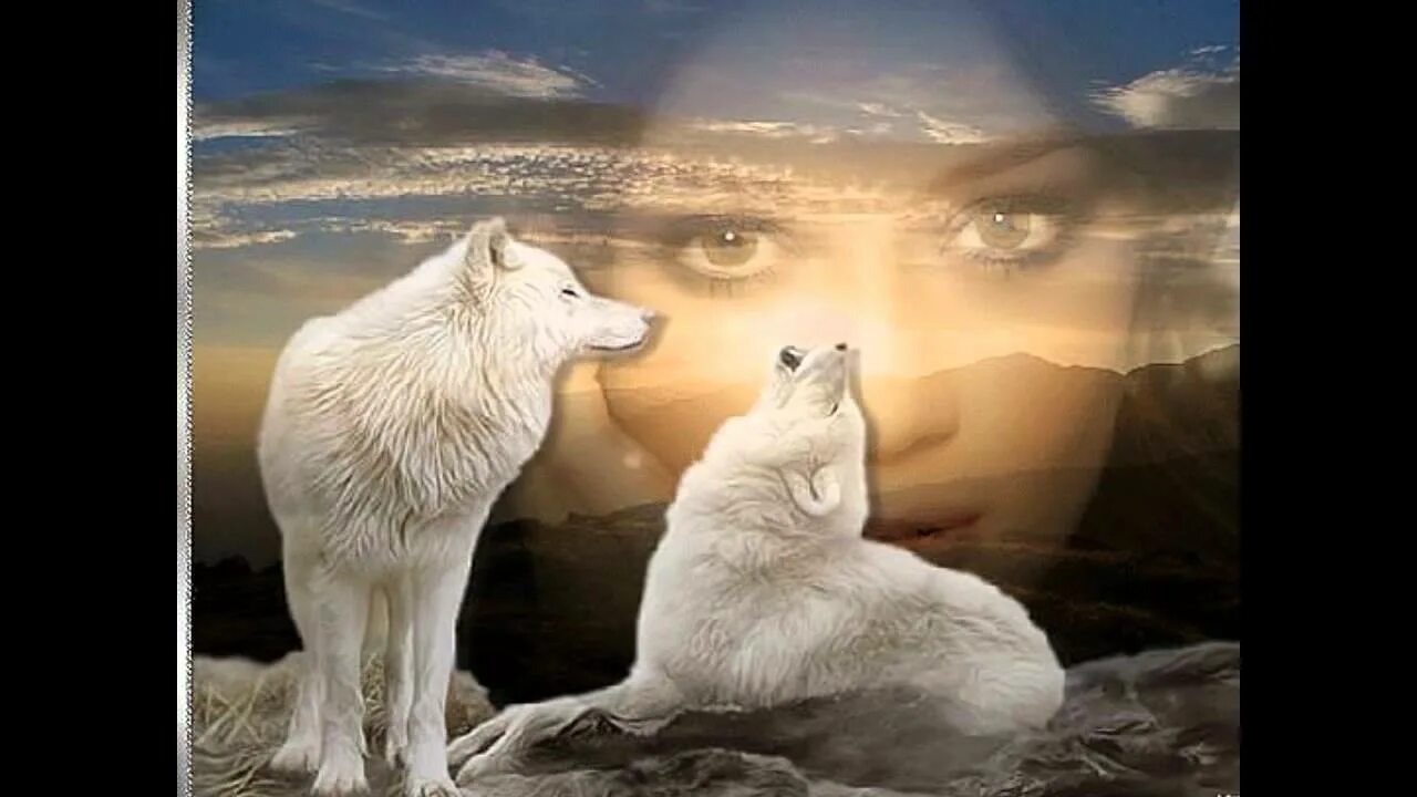 Одинокая волчица белый песня. Белая волчица. Душа волка. Одинокий волк с волчицей. Спокойной ночи волк.
