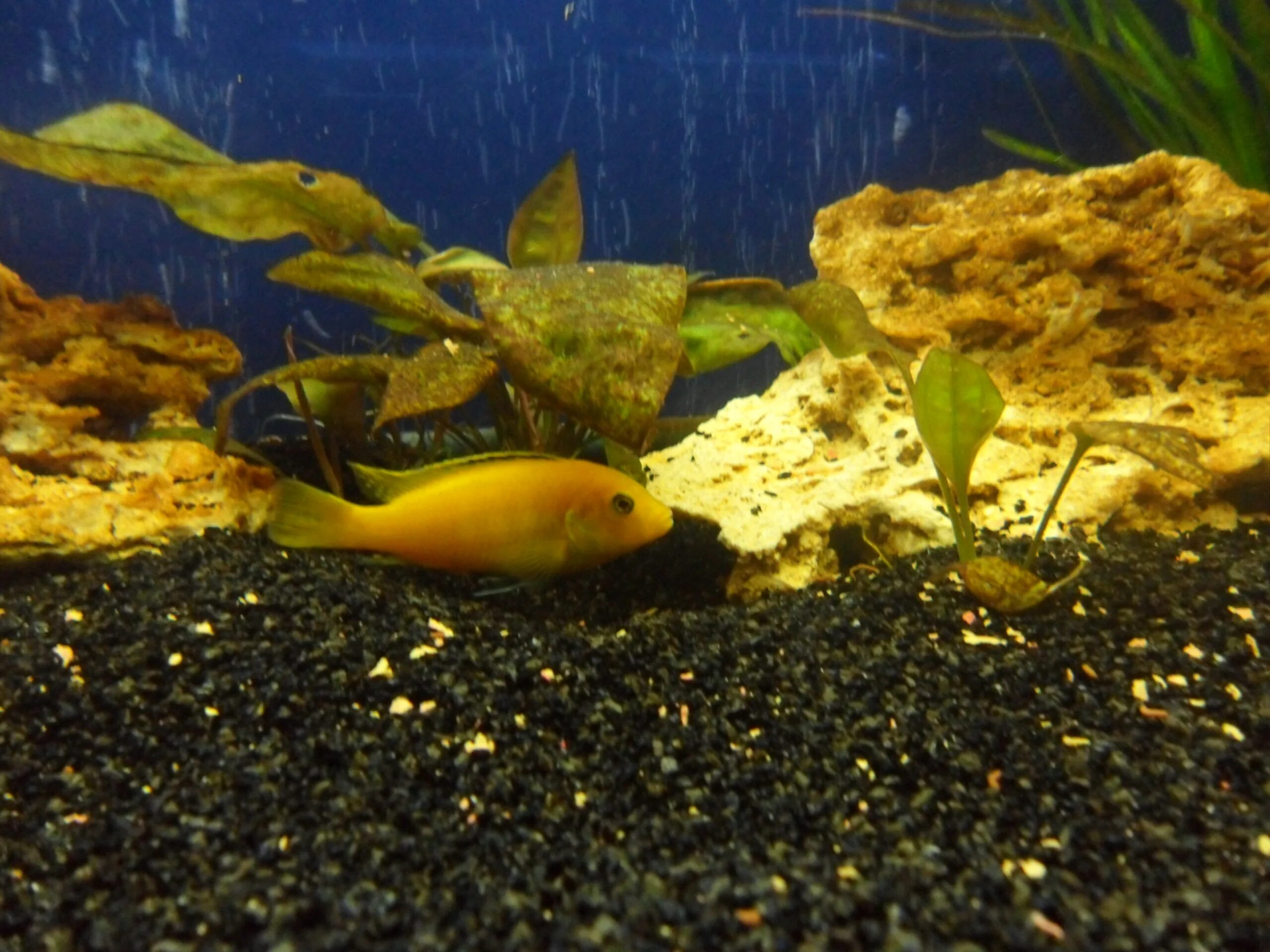 Серый налет в аквариуме. Коричневые водоросли в аквариуме. Коричневый в аквариуме. Бурые водоросли в аквариуме. Диатомовые водоросли в аквариуме.