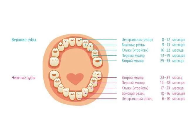 Через сколько прорезаются зубы. Молочные зубы моляры прорезываются. Прорезывание зубов вторые коренные зубы. Температура у грудничка 4 месяца режутся зубы. Как выглядят резцы зубов у младенцев.