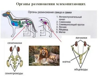Система органов размножения животных