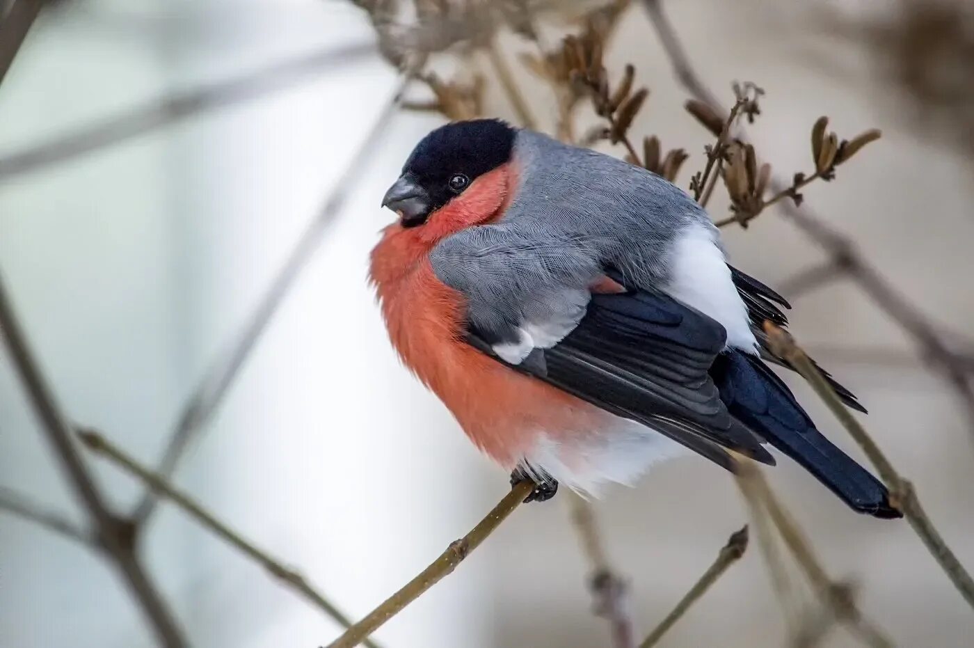 Желтоспинный снегирь. Снегирь вьюрковые. Про снегирей. Обыкновенный снегирь птица. Снегирь (обыкновенный снегирь) (pyrrhula pyrrhula).