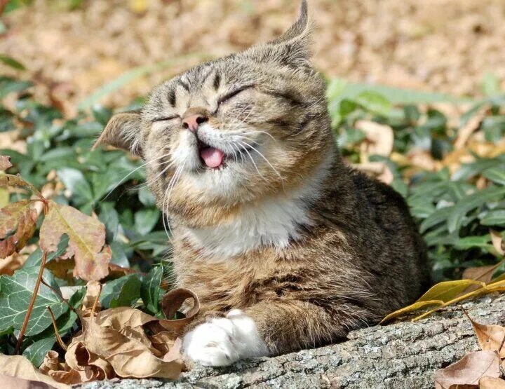 Wind cat