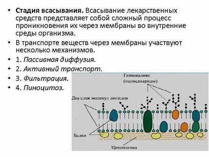 Виды транспорта лекарственных веществ