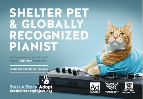 Pet project