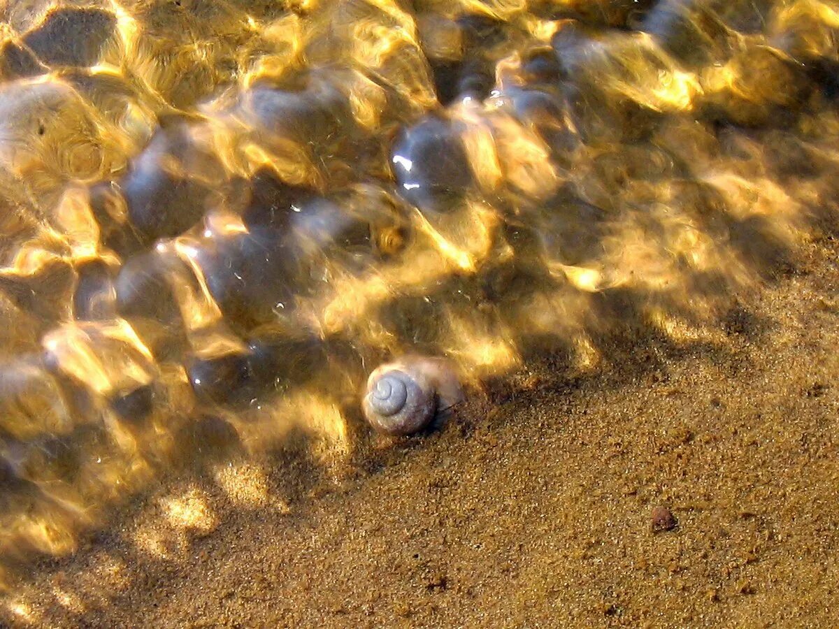 Моллюск Азовского моря Песчаное. Песчаное дно. Морское дно песок. Дно моря песок. Желто коричневая вода