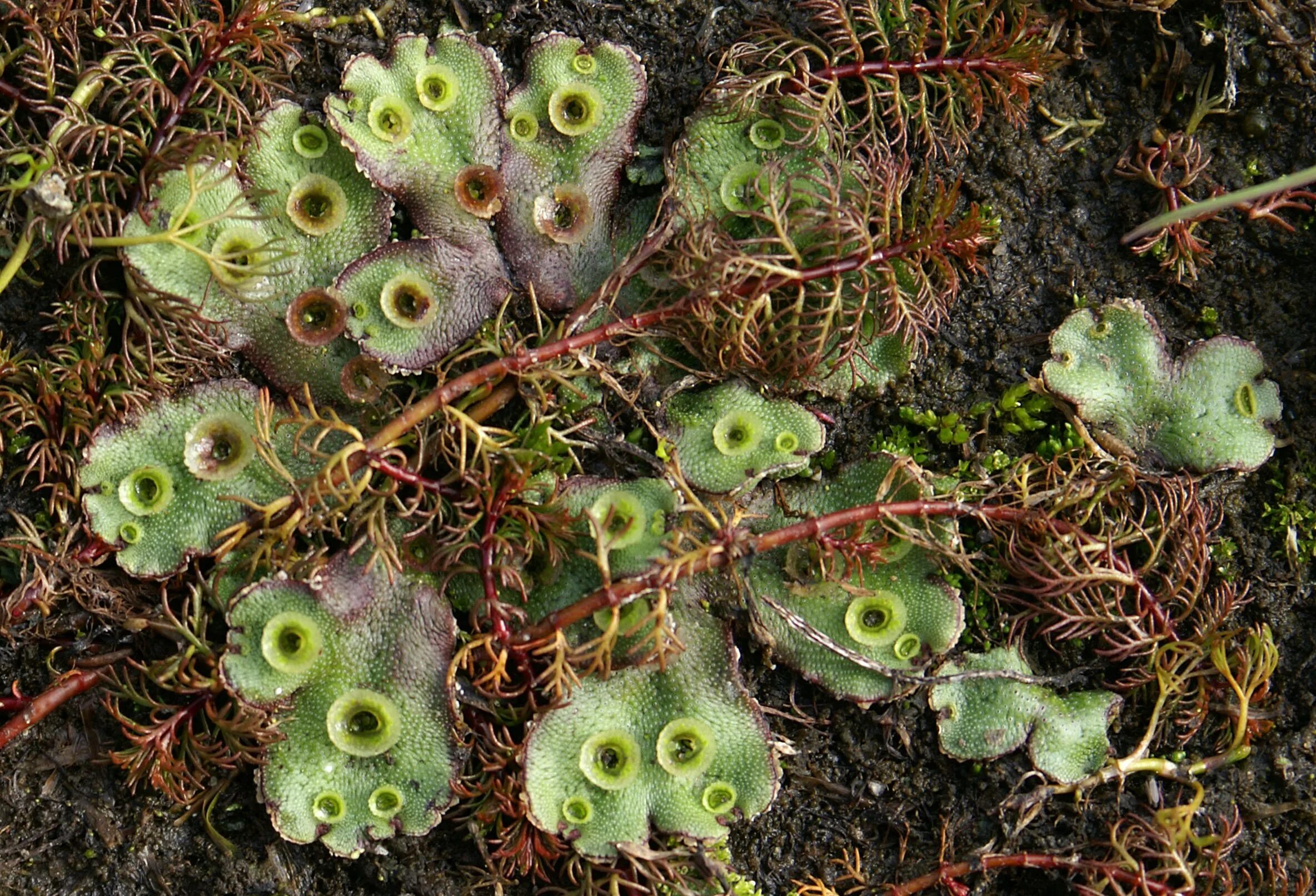 Печеночный мох маршанция. Сфагнум маршанция. Печеночный мох маршанция. Печёночники мхи маршанция. Маршанция мох.