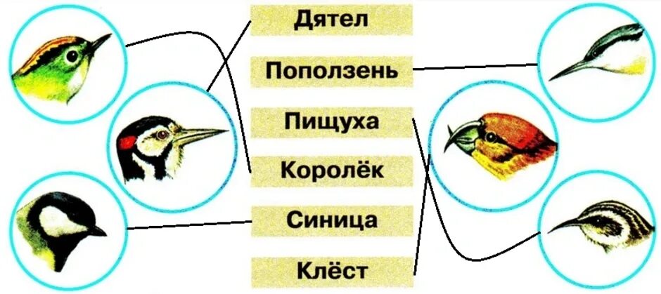 Клювы птиц для детей. Клювы зимующих птиц. Строение клюва птицы. Строение клюва синицы. Группы питания птиц