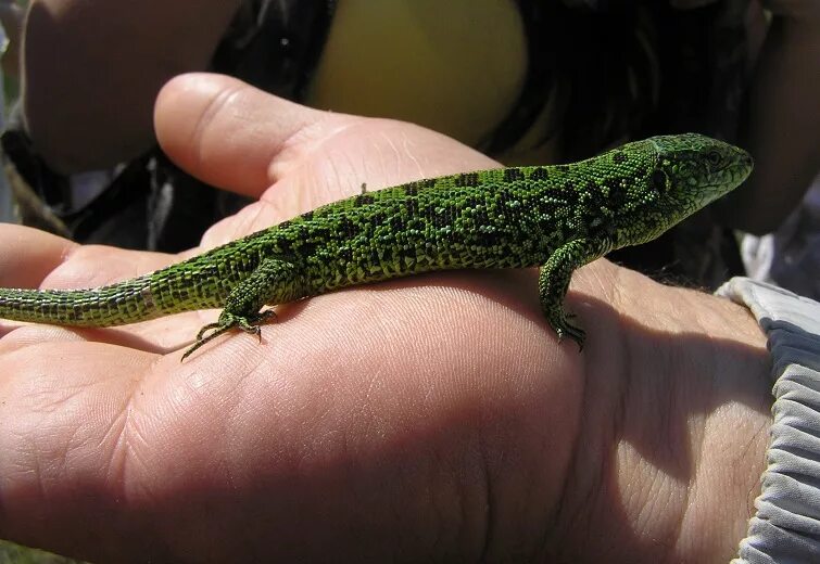 ящерица домашняя маленькая коричневая и короткая. маленькая ящерица 6. бразильский карликовый геккон. ящерица харагуанский сферо. маленькая ящерица 6.