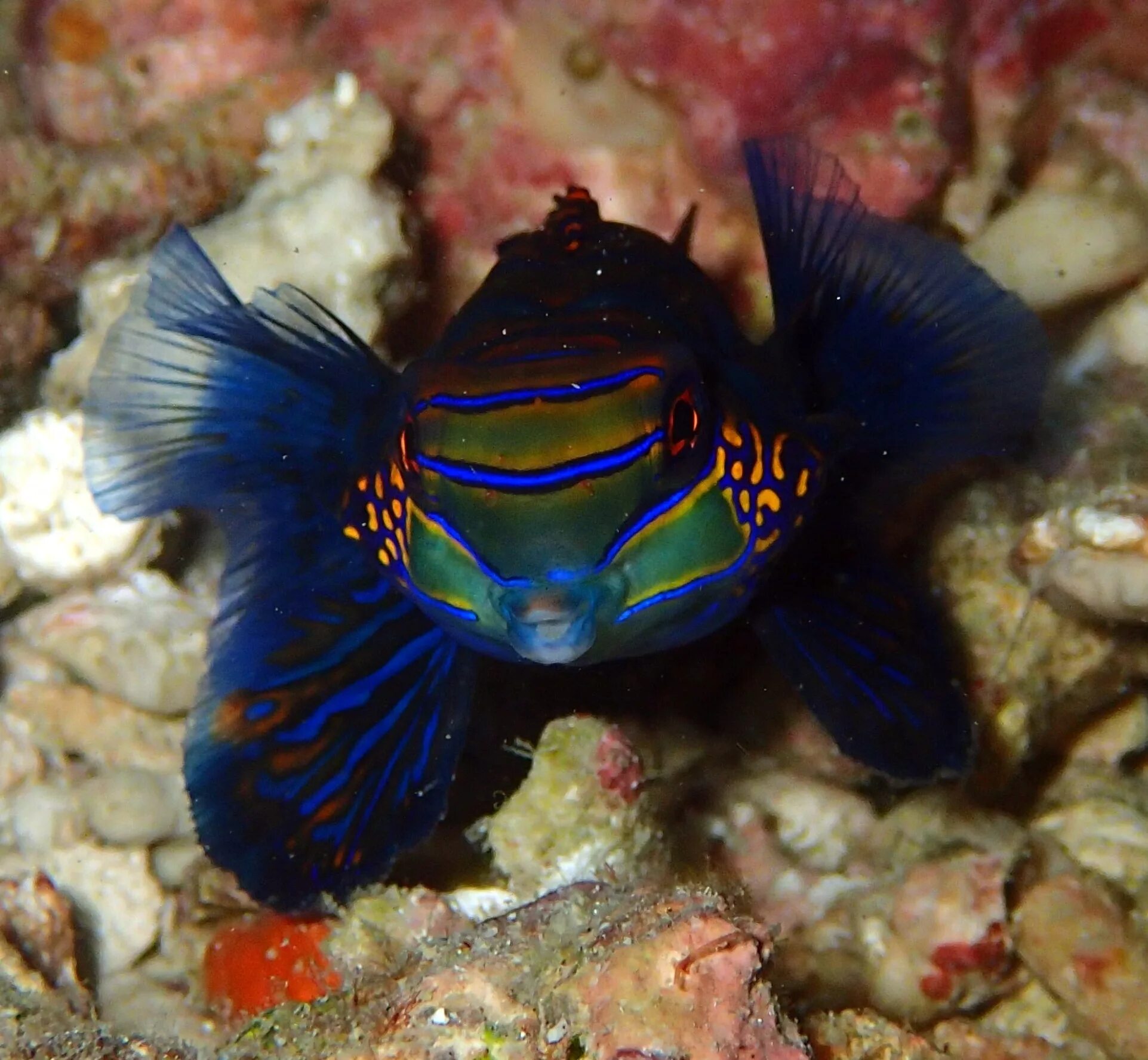 Мандаринка рыба. Рыбка мандаринка. synchiropus ocellatus. рыбка мандаринка дракончик. рыбка мандаринка самец.