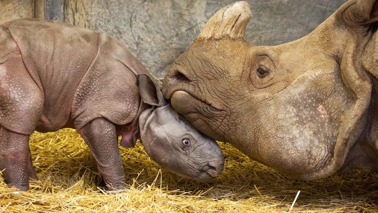 Сколько детенышей носорога родилось в 2001 году. Носорог. Индийский носорог. Детеныш носорога.