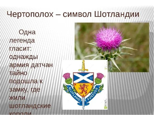Какое растение изображают на гербах. Чертополох символ Шотландии Легенда. Цветы символы стран. Цветы символы государств. Цветок символ.