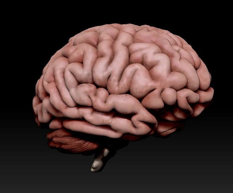 Brain model. Brain 3d model Envanto.