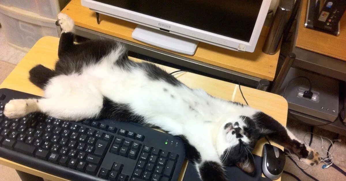 Котик с компьютером. Кот на клавиатуре. Смешной компьютер. Кот и компьютер.