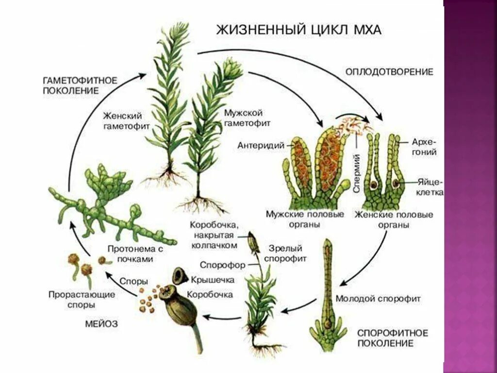 Тело высших растений состоит. Цикл размножения кукушкиного льна. Цикл развития моховидных Кукушкин лен. Кукушкин лен цикл развития. Цикл развития моховидных схема.