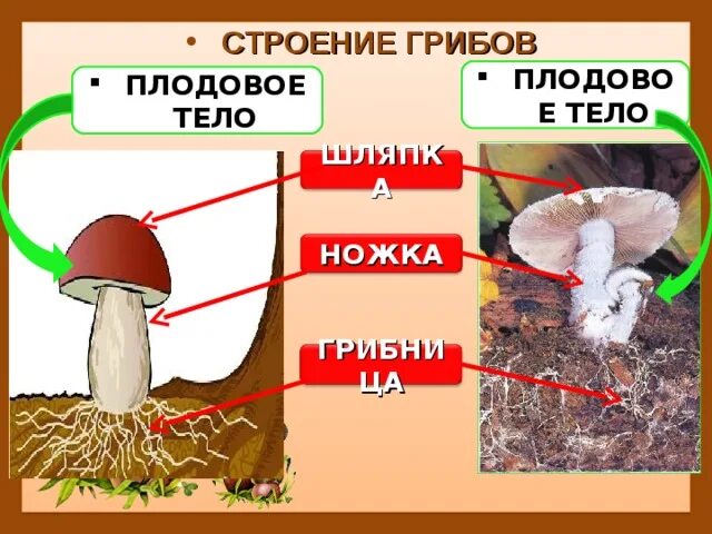 Плодовое тело шляпочного гриба. Плодовое тело гриба это 5 класс биология. Строение шляпочного гриба. Строение тела гриба. В шляпке гриба образуются