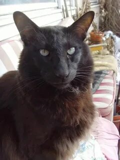 Кривой кот
