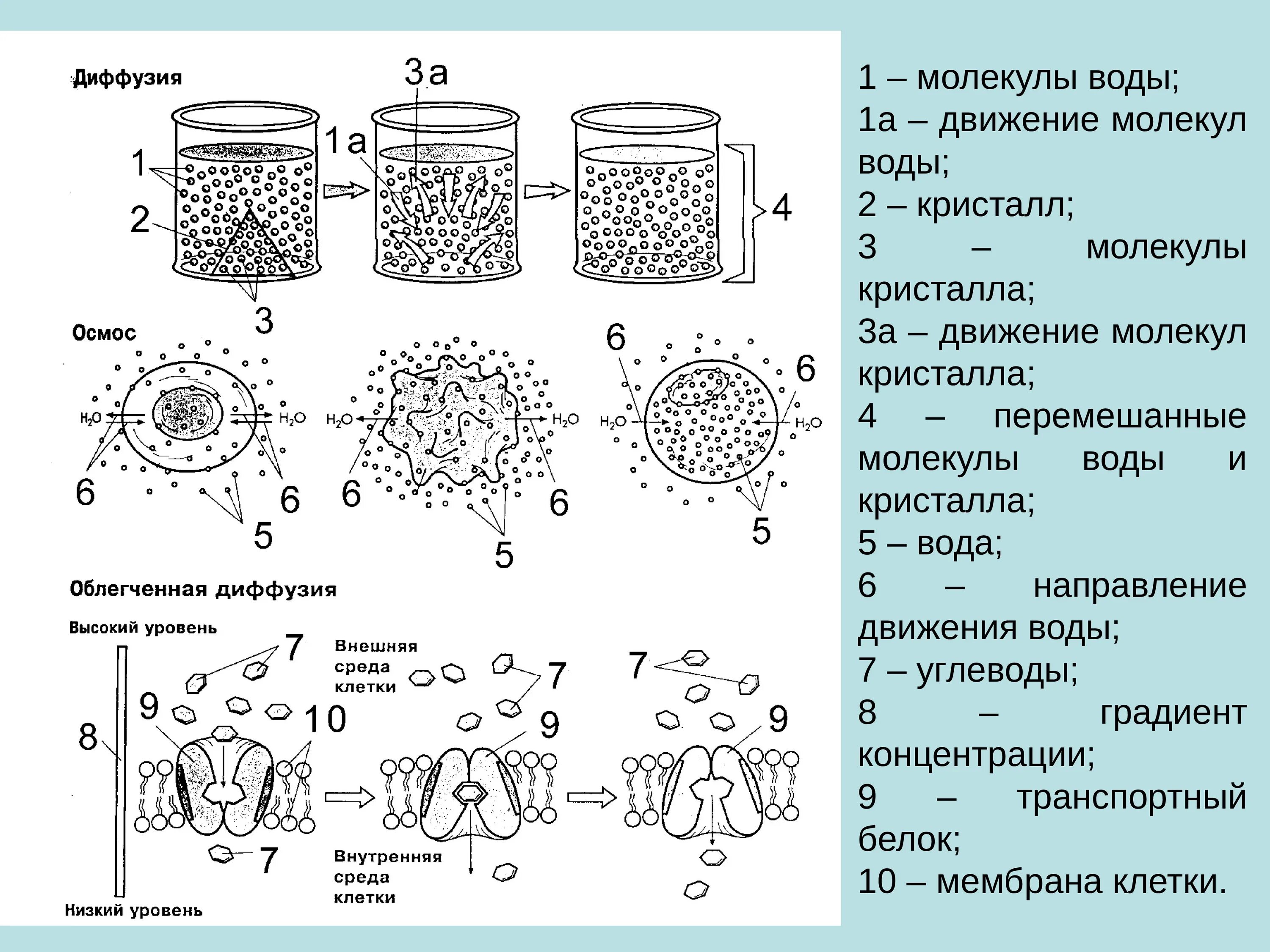 Диффузия облегченная диффузия осмос. Диффузия и осмос. осмос это облегченная диффузия. осмос и диффузия схема. различие диффузии и осмоса.