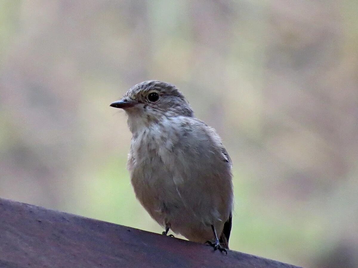 Серая мухоловка (Muscicapa striata). Мухоловка серая – Muscicapa striata (Pallas, 1764). Серая птичка. Маленькая серая птица в Сибири.